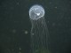 Thumbs/tn_DSechelt 050.jpg